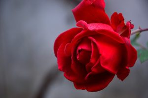 rose, flower, red rose