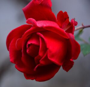 rose, flower, red rose